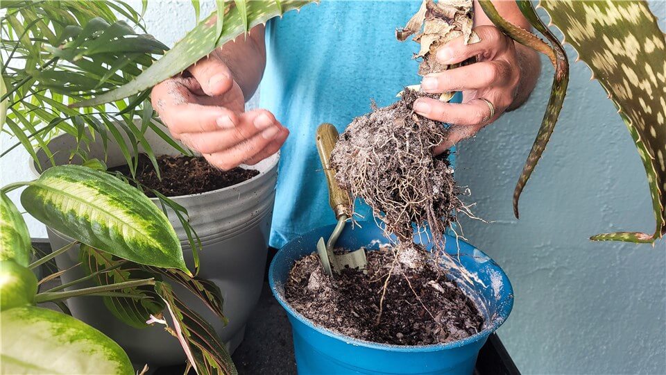 Root Damage or Compacted Roots