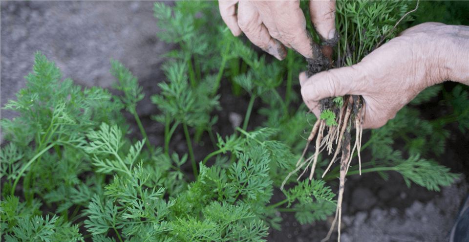 What Do Carrot Seedlings Look Like