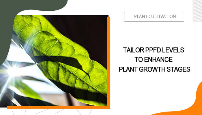 PPFD for Different Plant Growth Stages