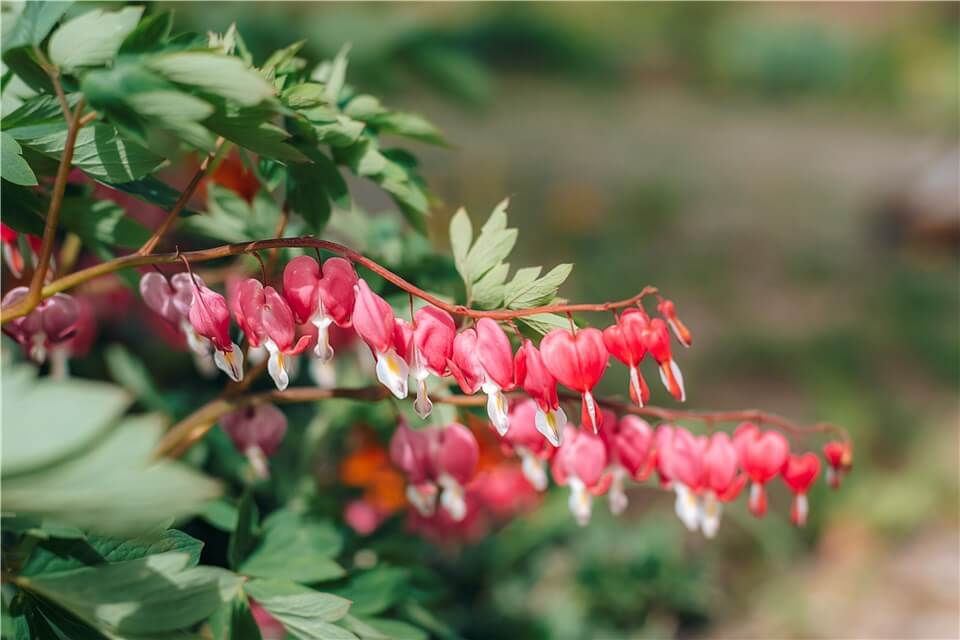 Plants Grow Slowly - Bleeding Hearts