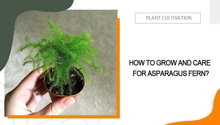 Asparagus Fern Care