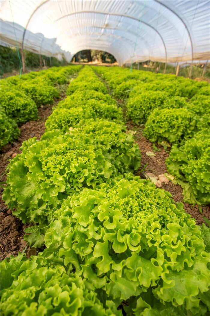 Can You Grow Lettuce in a Greenhouse?