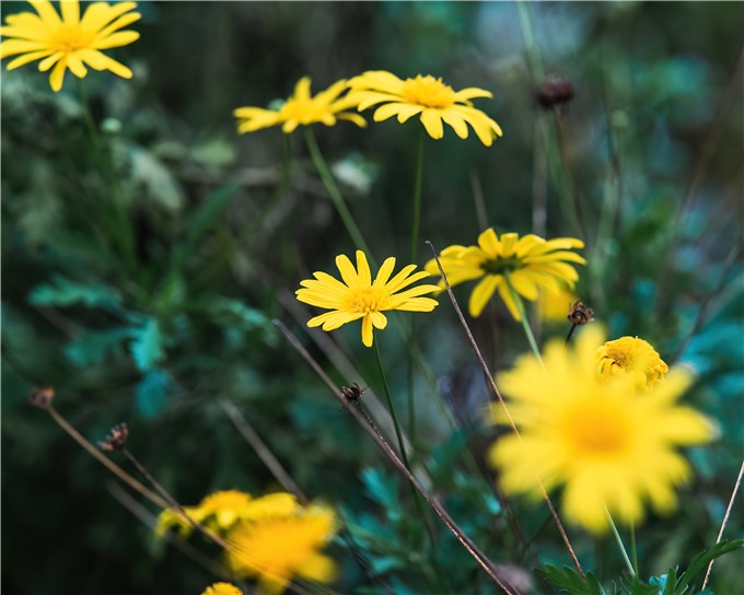 Do Daisies Bloom All Summer?