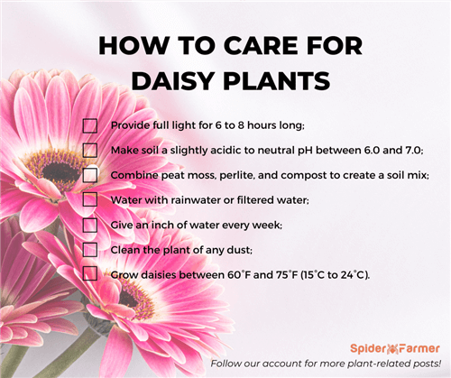 Care for Daisy Plants