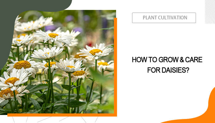 Grow and Care for Daisies