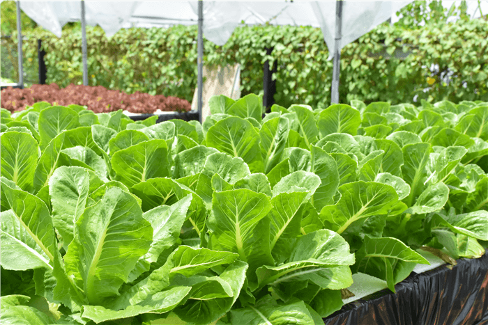 Lettuce that Can be Grown in Winter in Greenhouse - Butterhead Lettuce