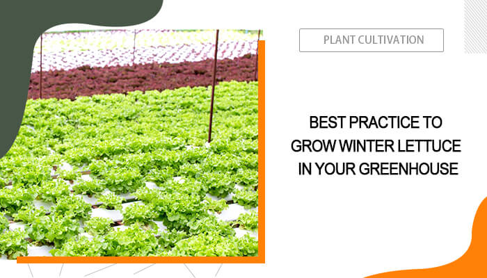 Grow Lettuce in Heated Greenhouse Winter Zone 5b