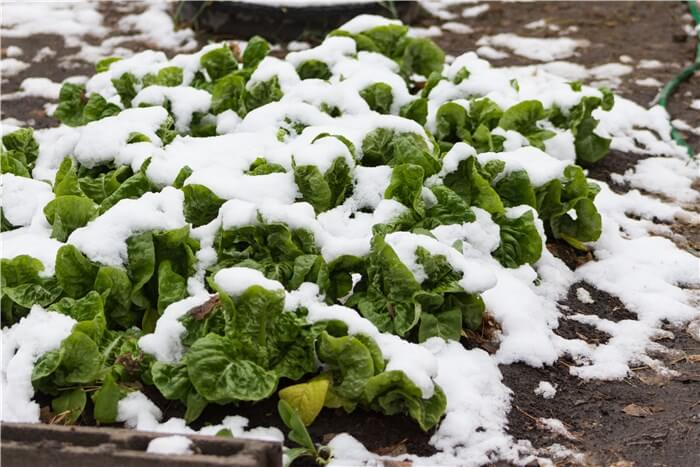 How Long Does It Take for Lettuce to Grow?
