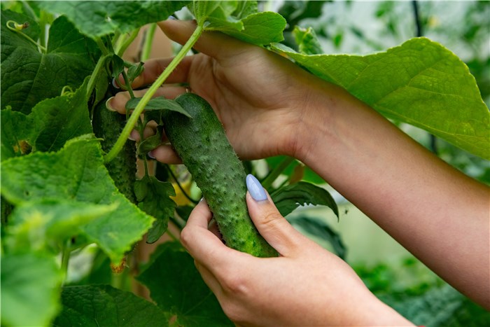 How to Pick Cucumbers?