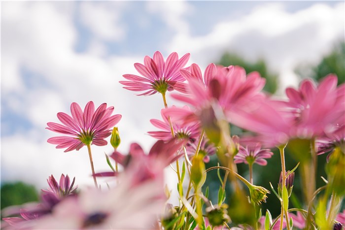 What Do Daisies Look Like - Pink Daisy Flowers