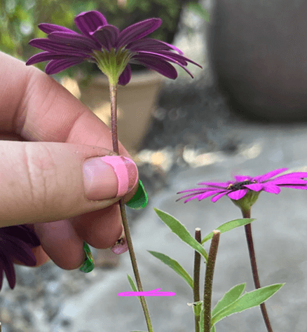 Should Daisies be Deadheaded?