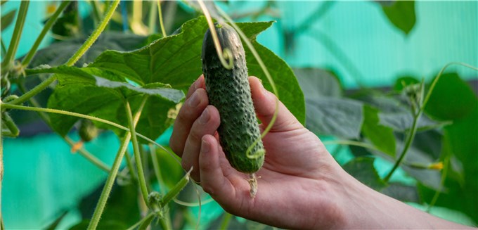 When to Harvest Cucumbers Prickly?