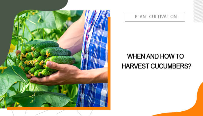 When Are Cucumbers Ready to Pick?
