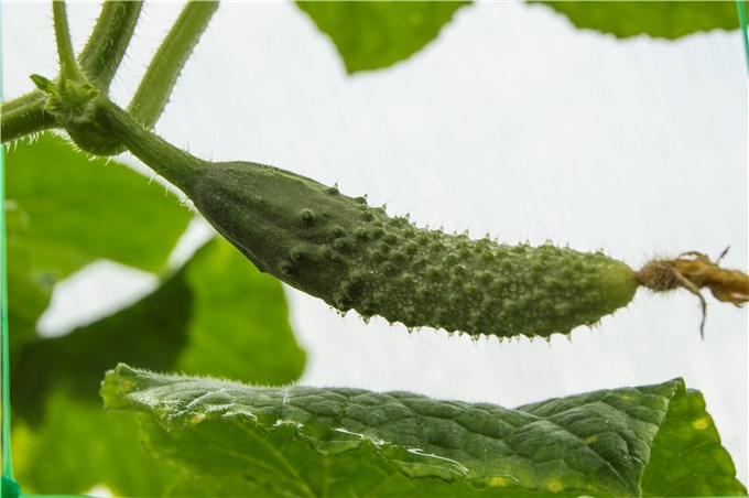 Why is My Cucumber Prickly?
