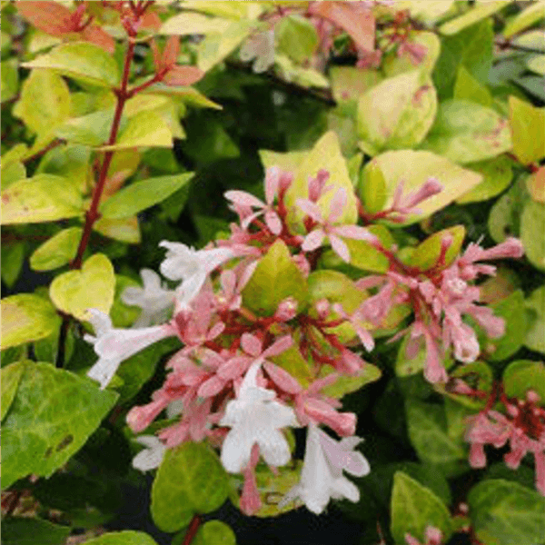 Abelia Varieties - Canyon Creek