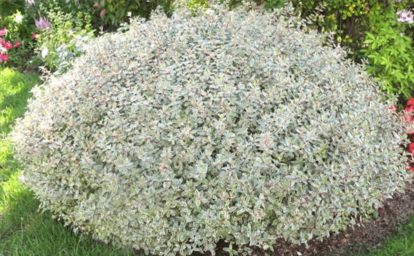 Abelia Varieties - Confetti