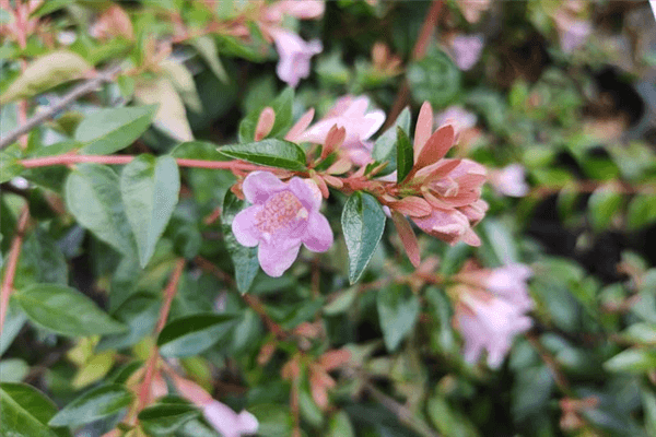 Abelia Varieties - Edward Goucher