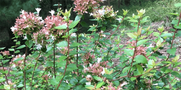 Abelia Varieties - Grandiflora