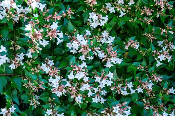 Abelia Varieties - Little Richard