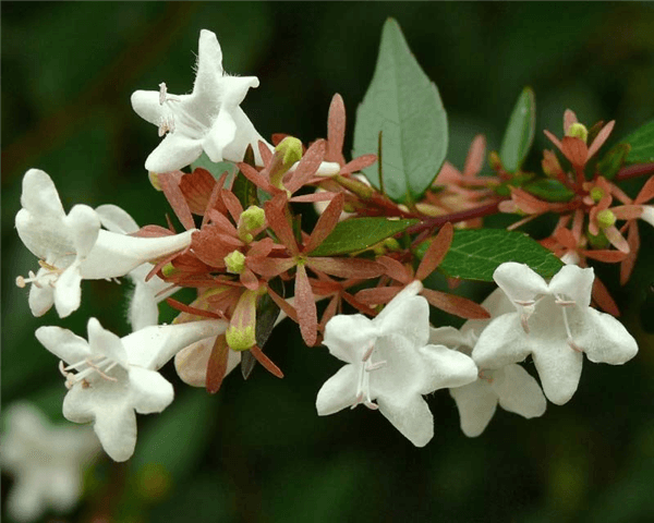Abelia Varieties - Nana