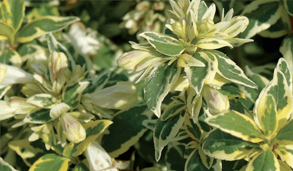 Abelia Varieties - Radiance