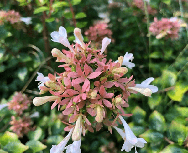 Abelia Varieties - Rose Creek
