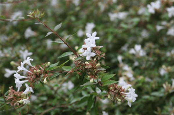 Abelia Varieties - Sherwoodii