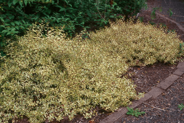Abelia Varieties - Sunrise