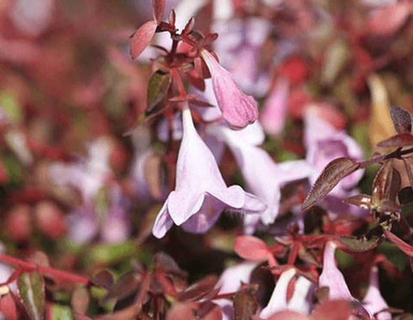 Abelia Varieties - Twilight