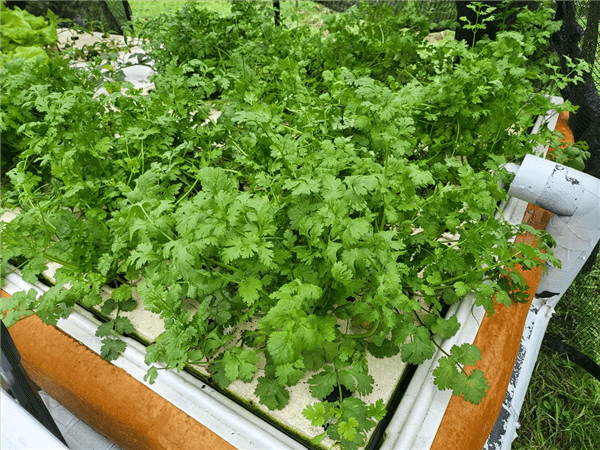 Best Plants for Hydroponics - Cilantro