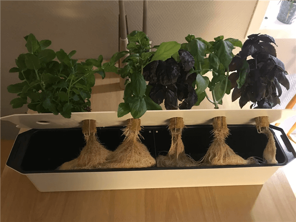 Best Plants for Hydroponics - Mint