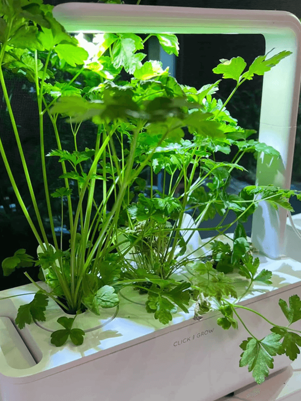 Best Plants for Hydroponics - Parsley