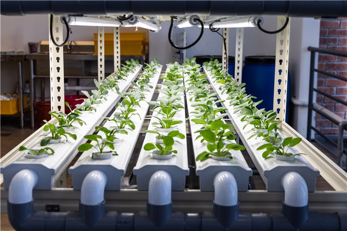 What Is Hydroponic Gardening?