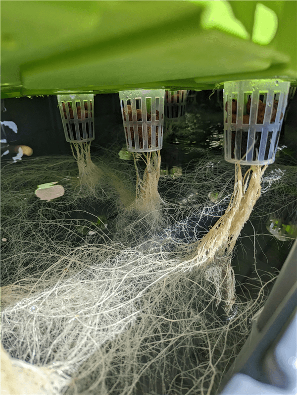 Best Plants for Hydroponics - Cucumbers