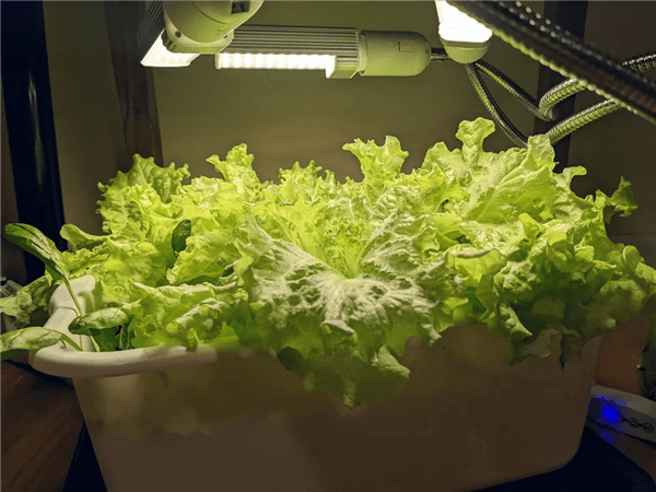 Best Plants for Hydroponics - Lettuce