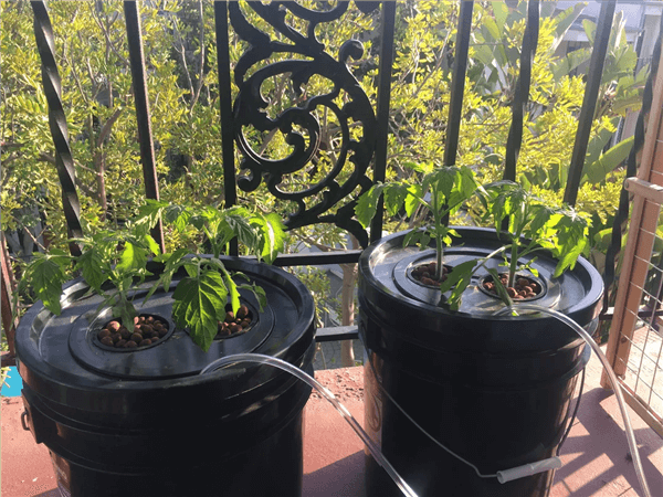 Best Plants for Hydroponics - Tomatoes