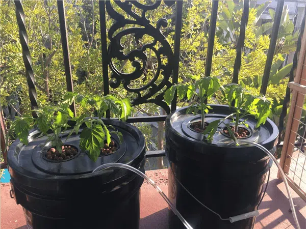 Hydroponik-Pflanzen-Tomaten