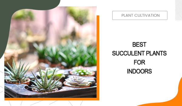 Best Succulent Plants for Indoors