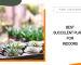 Best Succulent Plants for Indoors