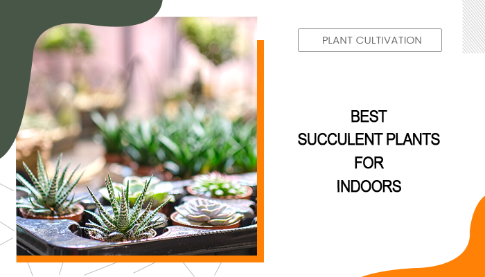 Best Succulent Plants for Indoors