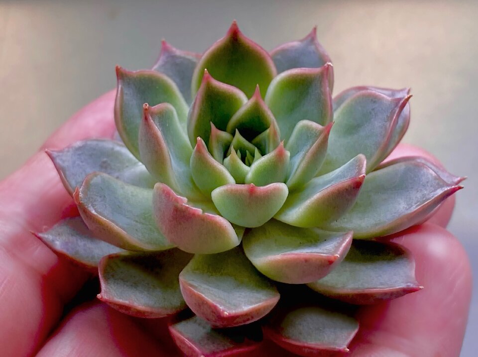 best succulent plants for indoors Echeveria