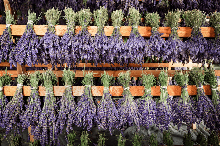 Air Drying Lavender