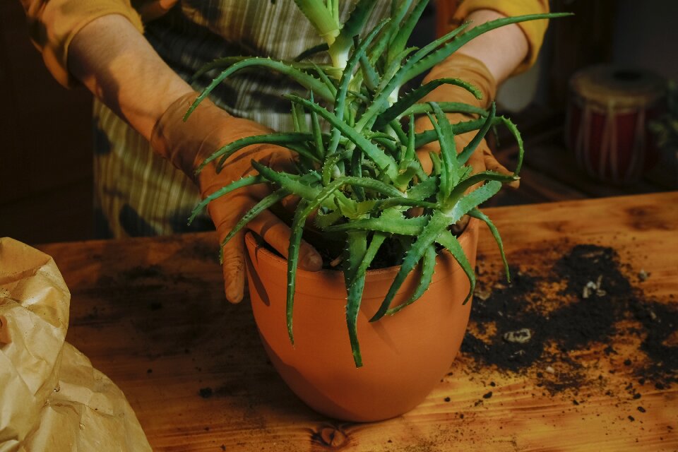 indoor succulents aloe-vera