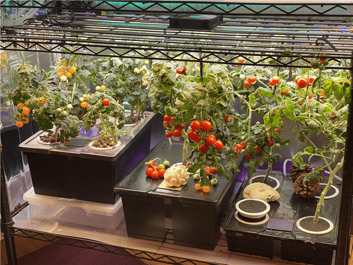 Hydroponic Tomatoes - Micro-Dwarf Varieties