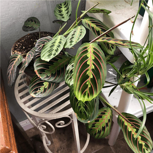 Common Prayer Plant Types - Red Prayer Plant
