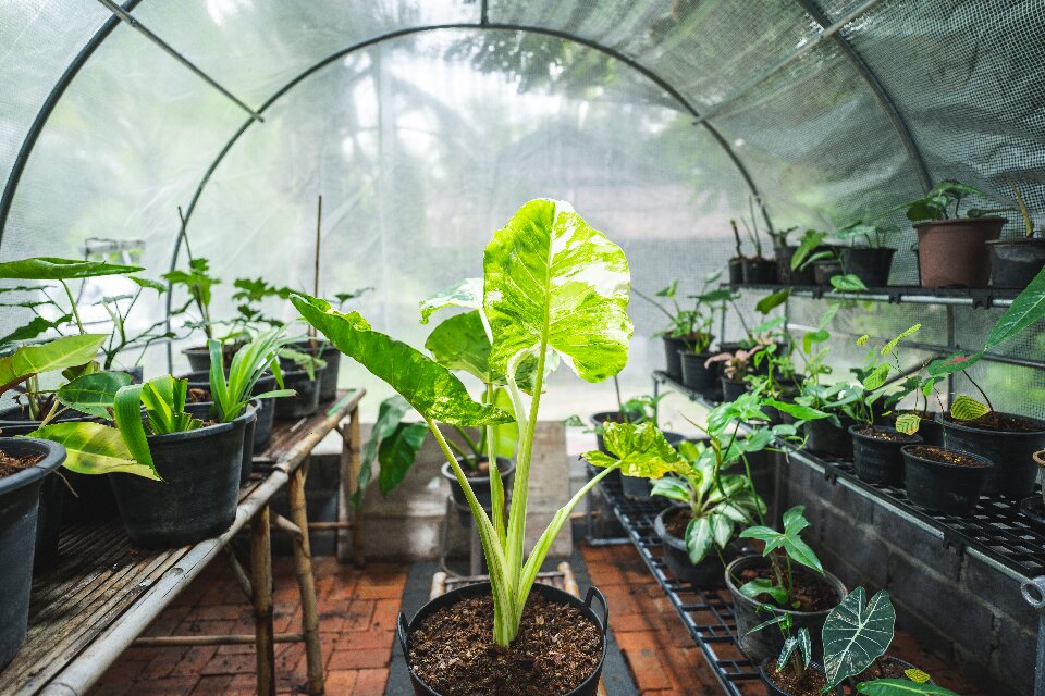 CO₂ for grow tent