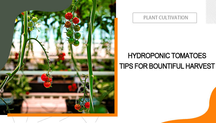 Grow Tomato Hydroponically
