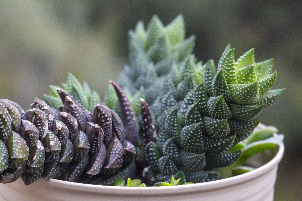 low light succulents haworthia-coarctata