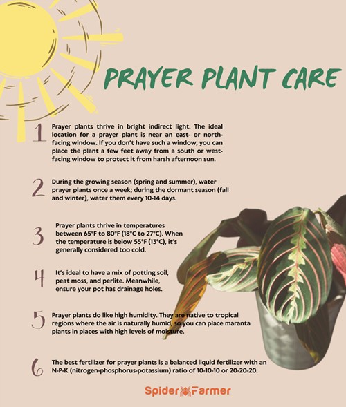 How to Care for a Prayer Plant?