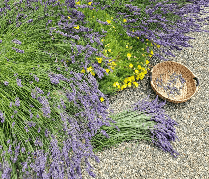 How to Pick Lavender?